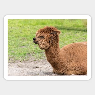 Brown Alpaca Sticker